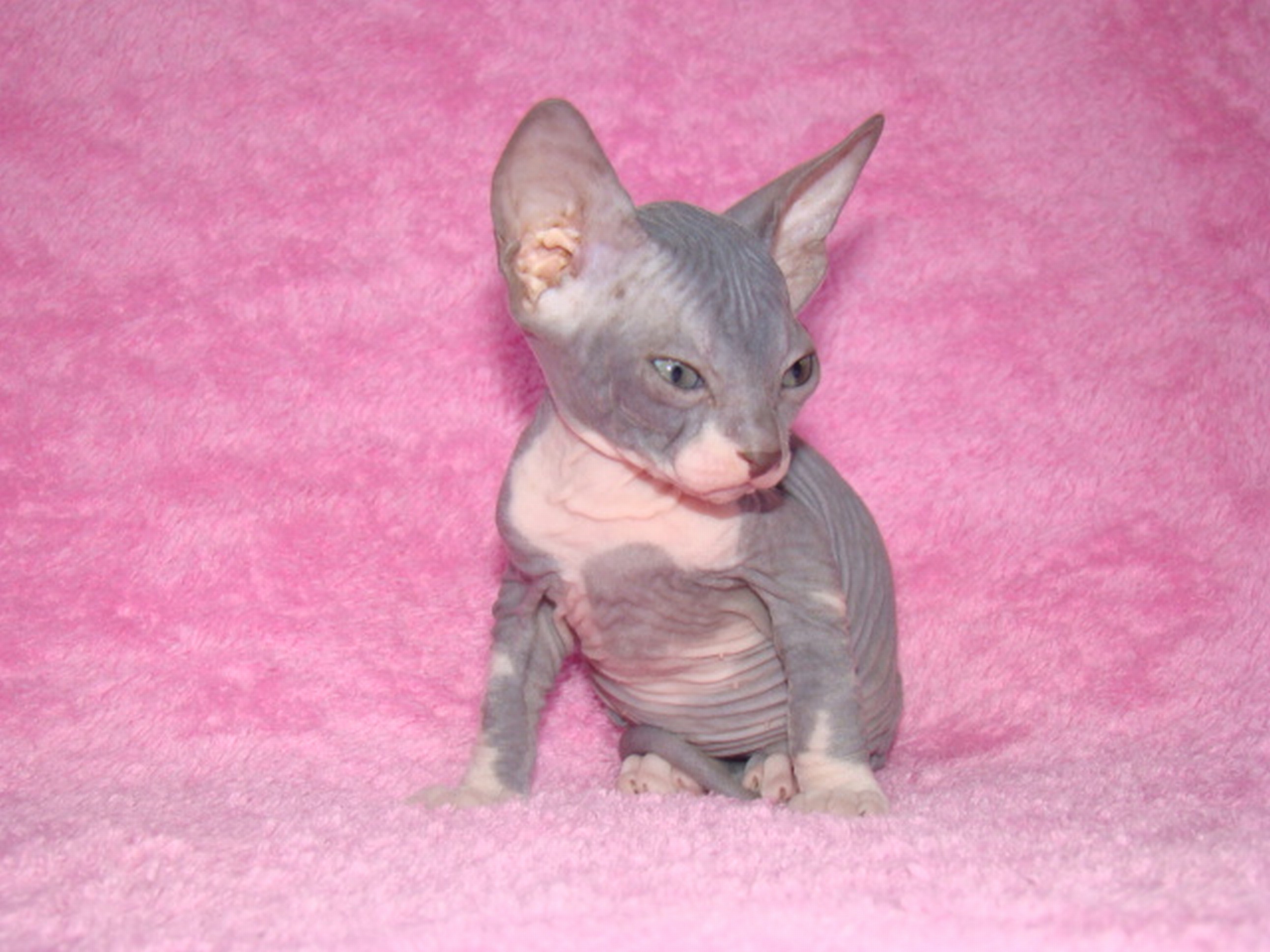 dsc06650